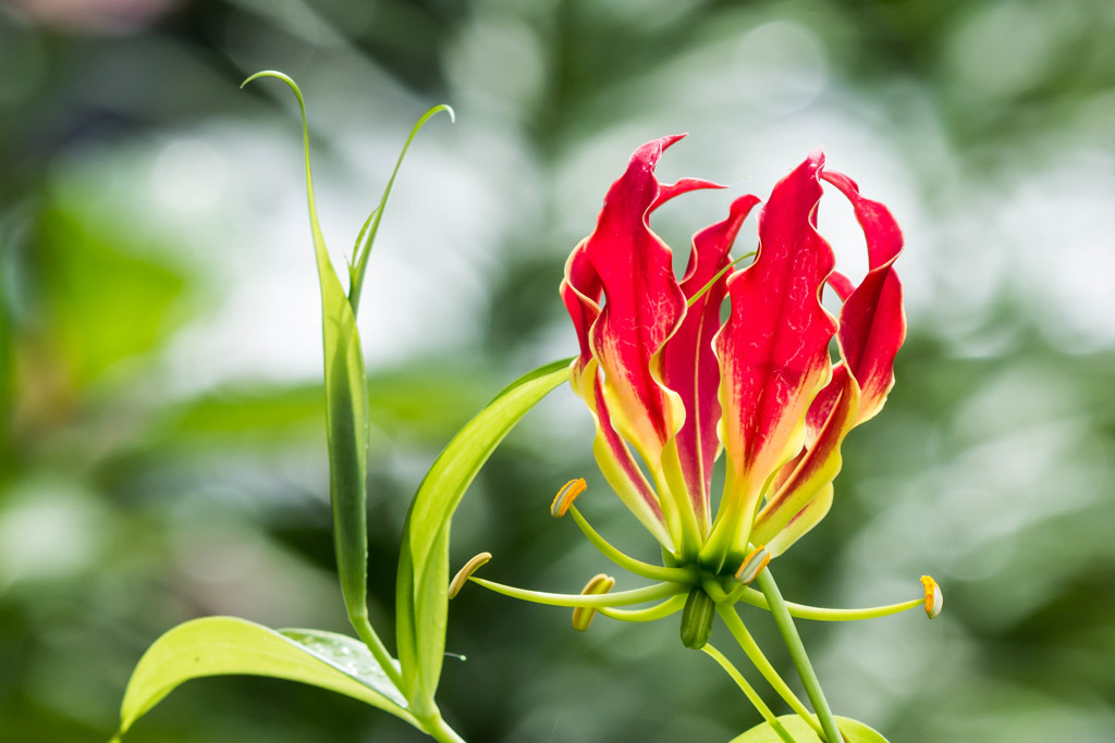 「炎の花グロリオサ」 by ヒデクニ （ID：7938483） - 写真共有サイト:PHOTOHITO