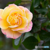 『気になった薔薇たち編』