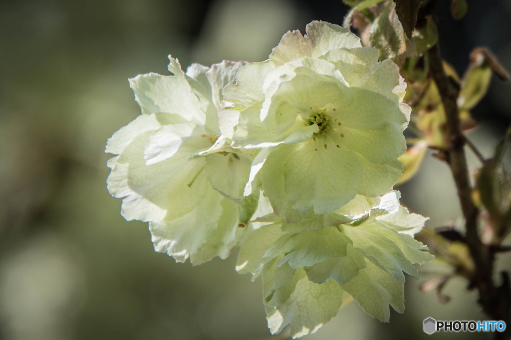 「鬱金桜」（ウコン桜）