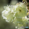 「鬱金桜」（ウコン桜）