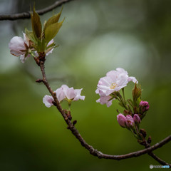 「シンプルアレンジ」（桜）