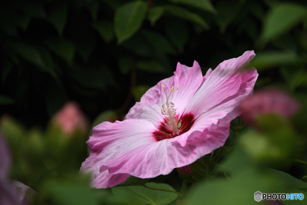 『花盛り』