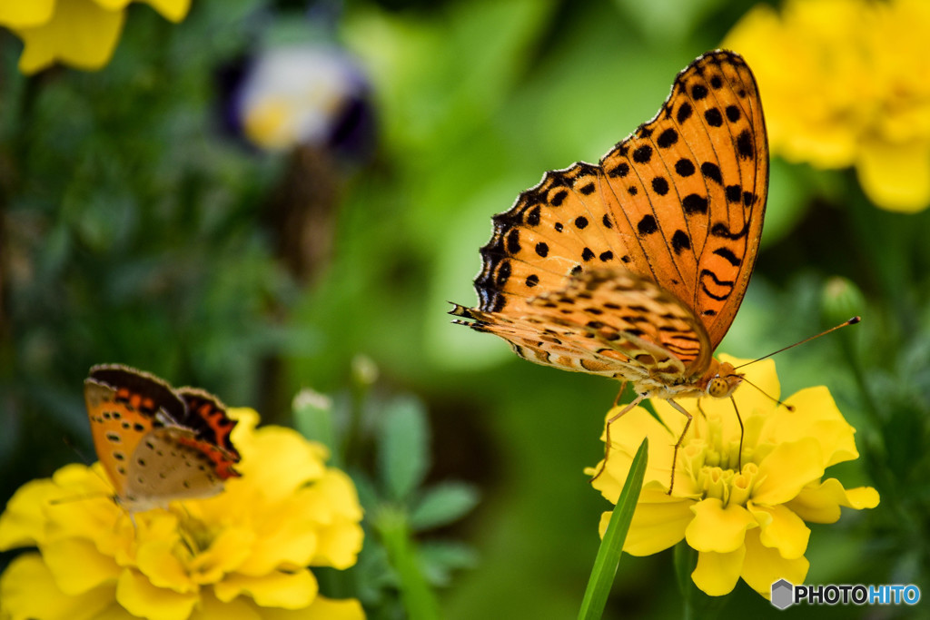ツマグロヒョウモン♂＆ベニシジミ