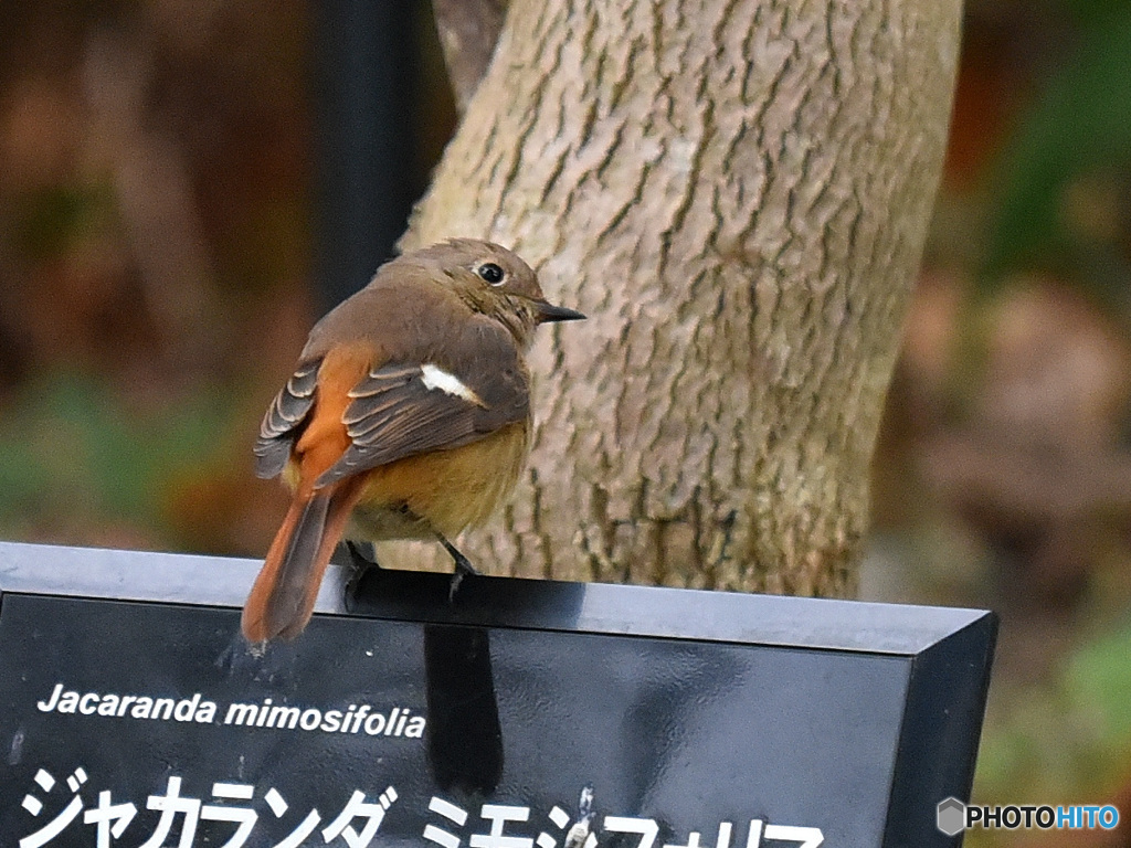 『野鳥は看板がお好き』