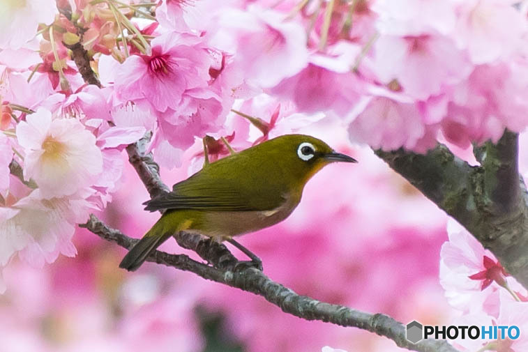 「メジロと陽光桜」