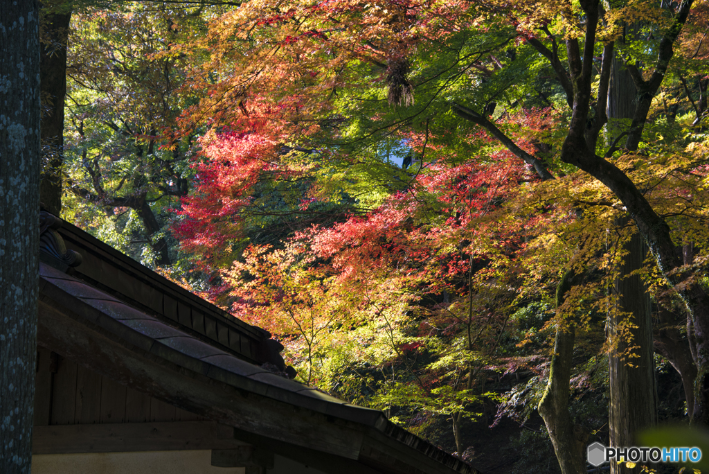 『彩り』