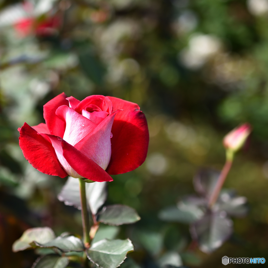 『化粧薔薇』