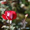 『化粧薔薇』