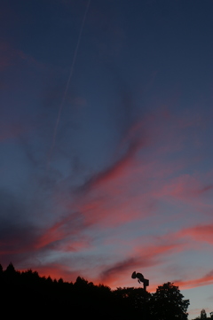 夕暮れの茶畑から