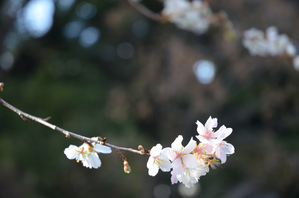 冬の桜①