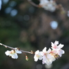 冬の桜①