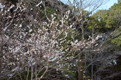 冬の桜②