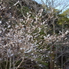 冬の桜②
