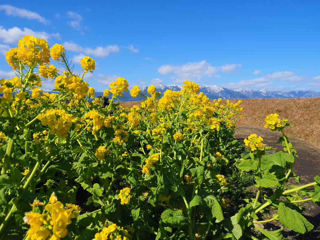 菜の花と雪山
