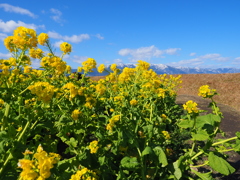 菜の花と雪山
