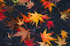 濡れ紅葉