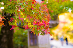 石山寺01