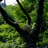 巣作り
