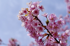 川津桜