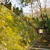 苔生す階段