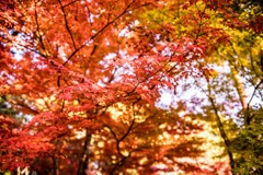 石山寺08