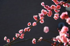 枝垂梅