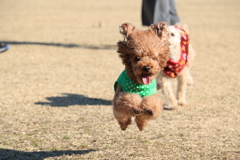 飛行犬