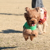 飛行犬