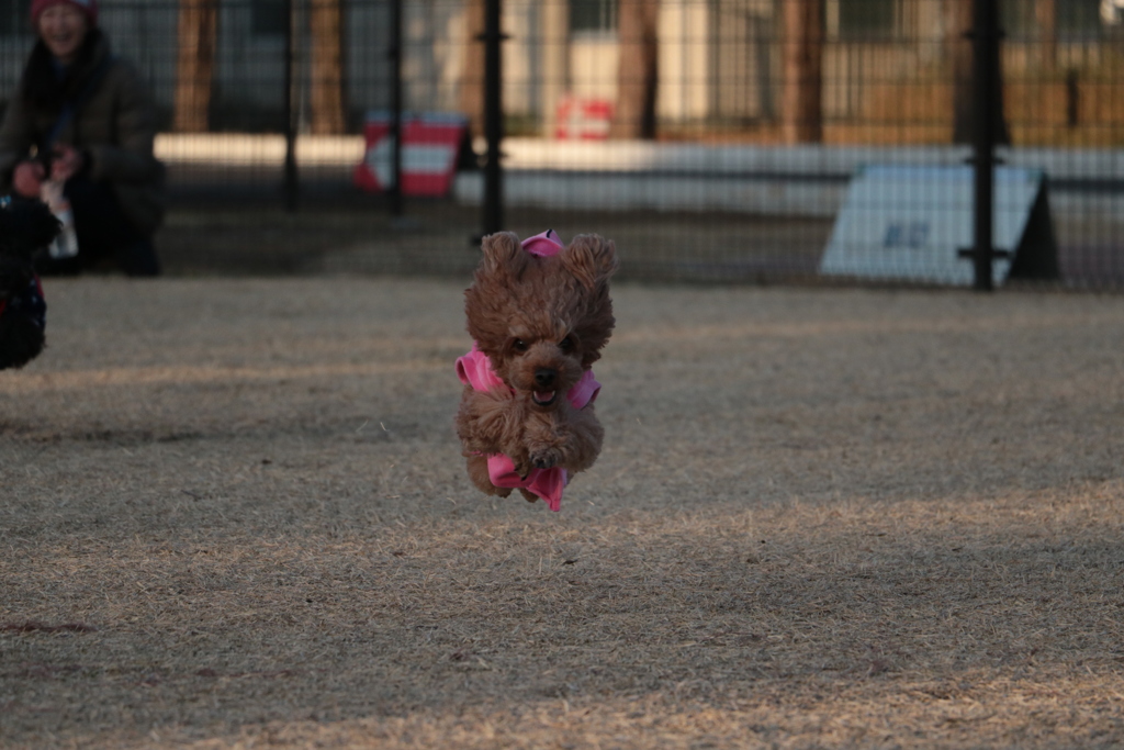 飛行犬