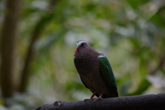 カオキアオ動物園（タイ）