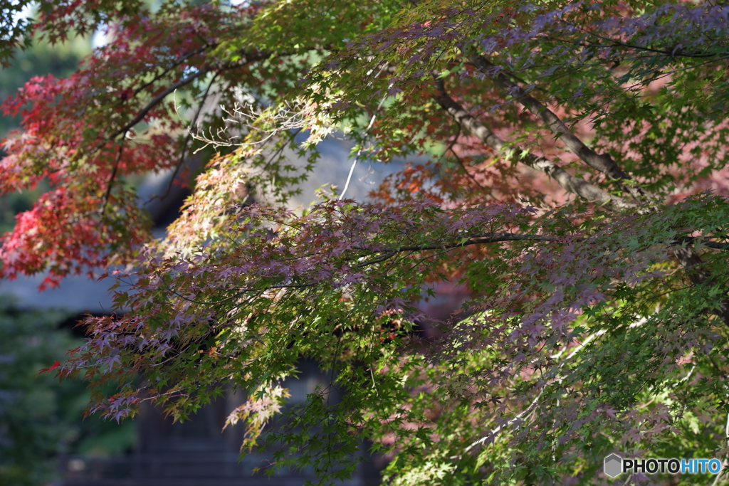 平林寺01