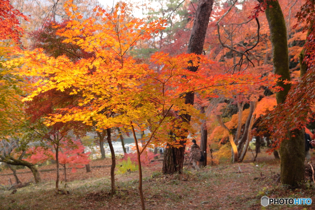 月の石もみじ公園 (1)