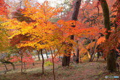 月の石もみじ公園 (1)