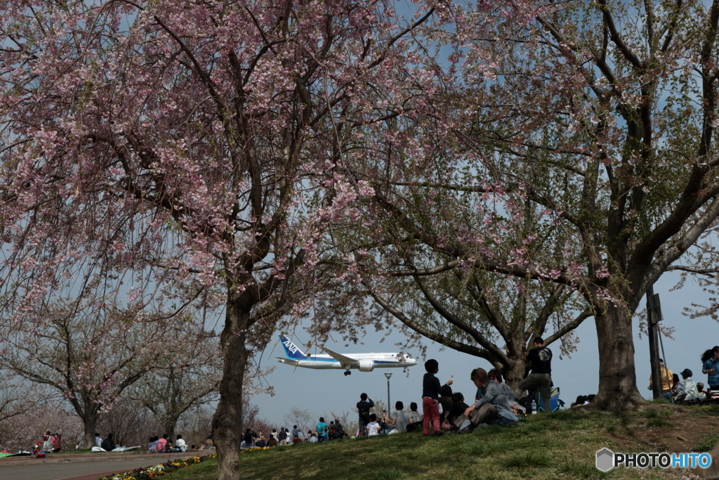 成田　さくらの山 