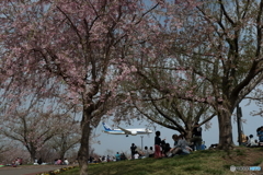 成田　さくらの山 