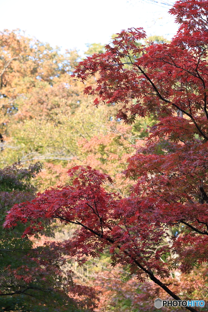 2016 紅葉～平林寺～