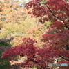 2016 紅葉～平林寺～