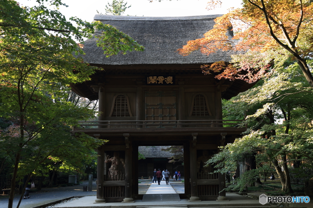 2016　紅葉～平林寺～②