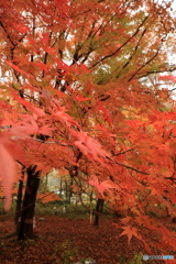 武蔵丘陵森林公園 (1)