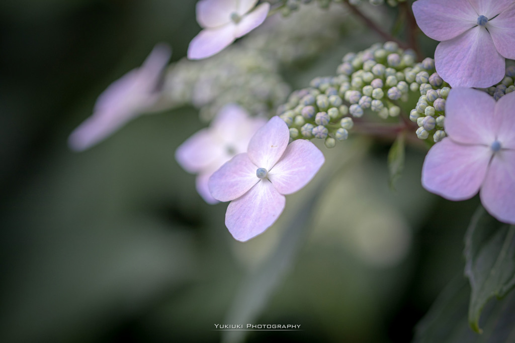 hydrangeaⅢ