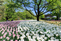 アルプスあづみの公園のチューリップ畑