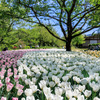 アルプスあづみの公園のチューリップ畑