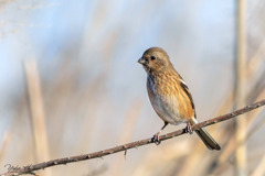 ベニマシコ♀