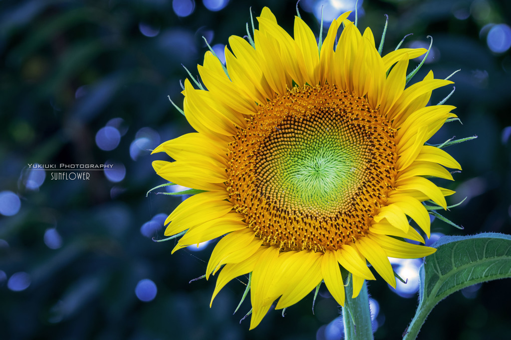 SunflowerⅡ