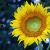 SunflowerⅡ