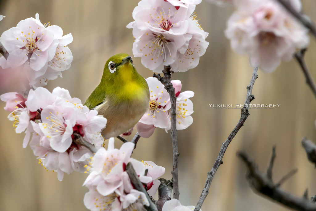 春ですね。