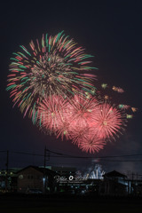 夏を彩る花