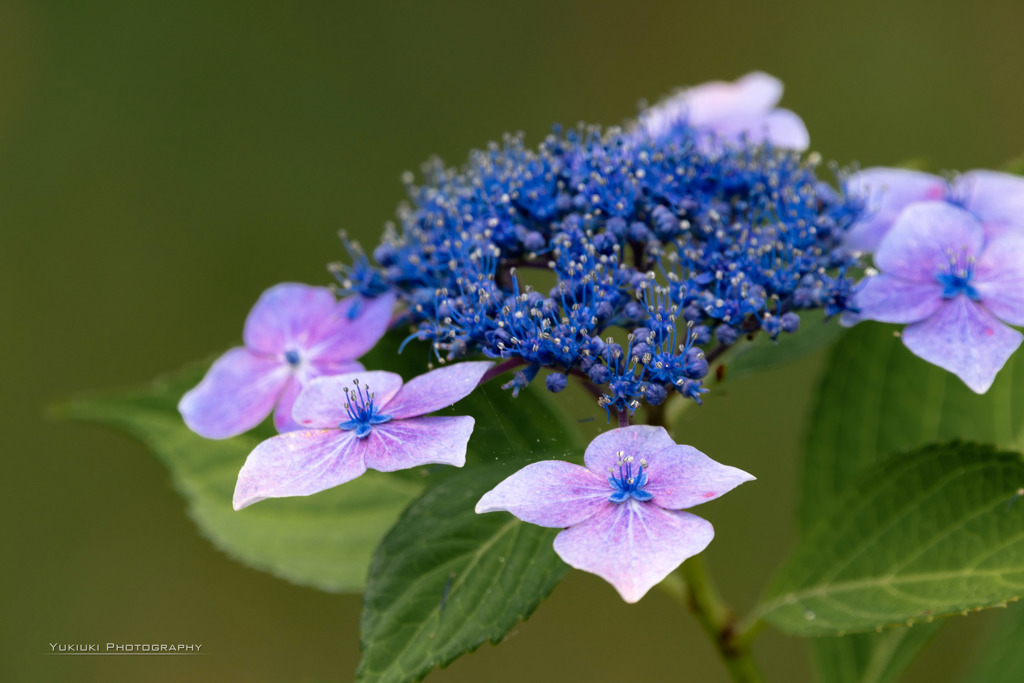 額紫陽花