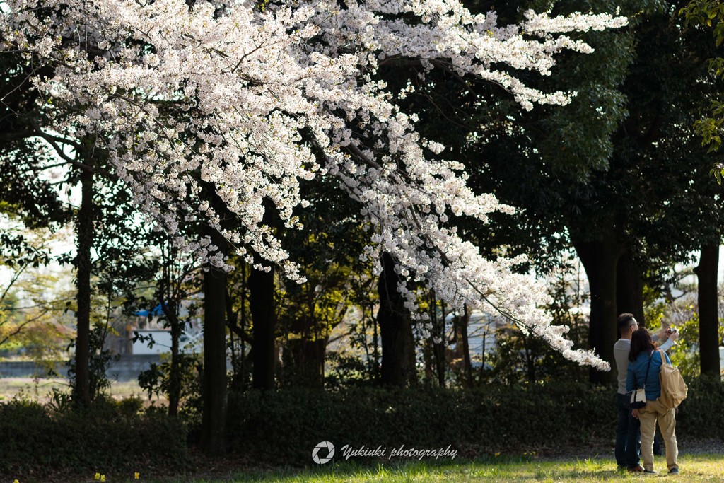 桜を背景に。。