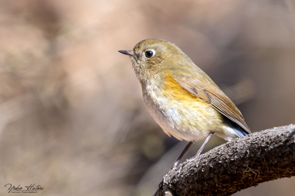 ルリビタキ♀